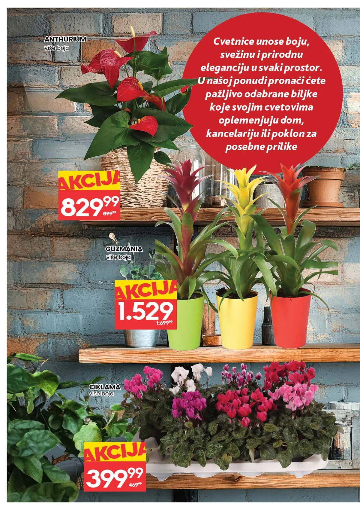 IDEA i RODA akcija cveća sniženja za Dan žena do 11. marta 2026 katalog strana 4