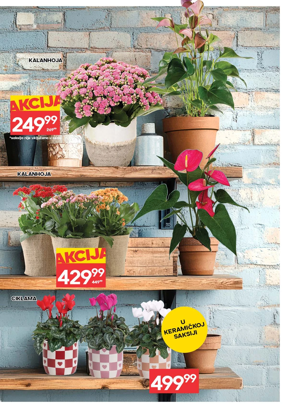 IDEA i RODA akcija cveća sniženja za Dan žena do 11. marta 2026 katalog strana 5