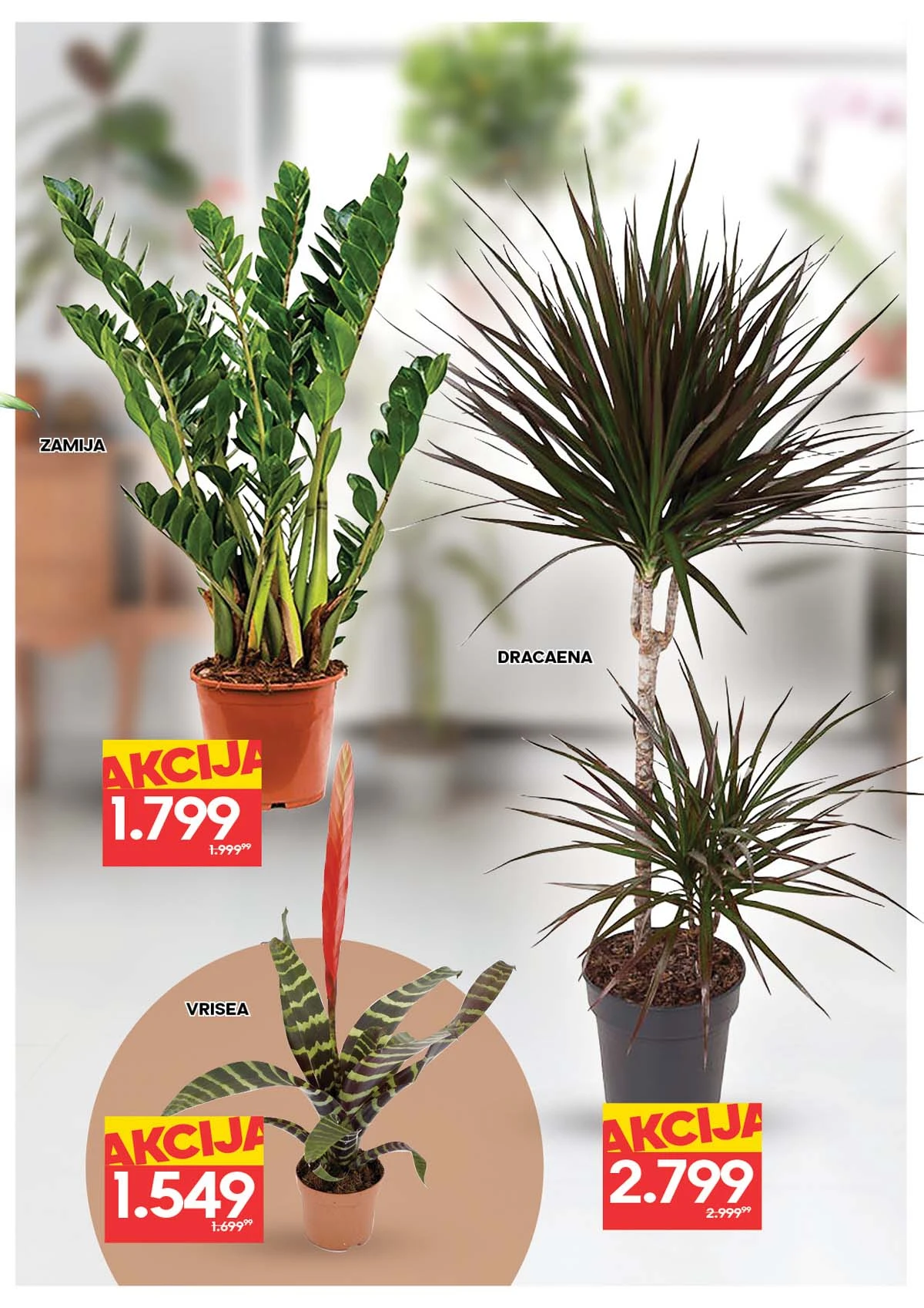 IDEA i RODA akcija cveća sniženja za Dan žena do 11. marta 2026 katalog strana 7