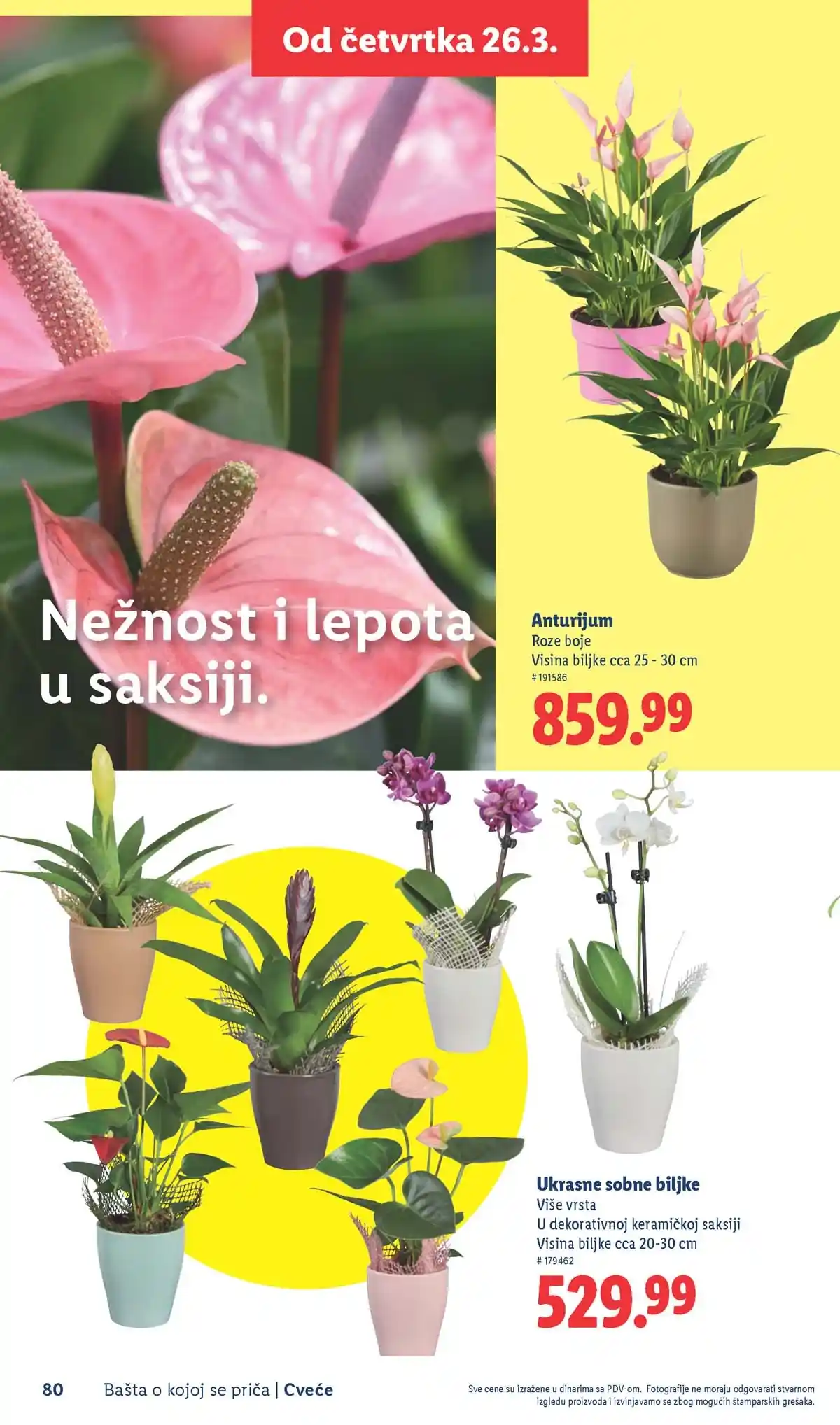 Lidl akcija sniženja Bašta o kojoj se priča