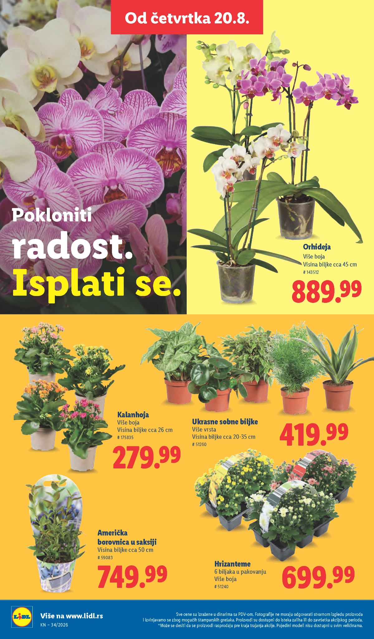 Lidl ponuda biljaka od 20.08.2026. – orhideje, hrizanteme, kalanhoje, borovnice i sobne biljke