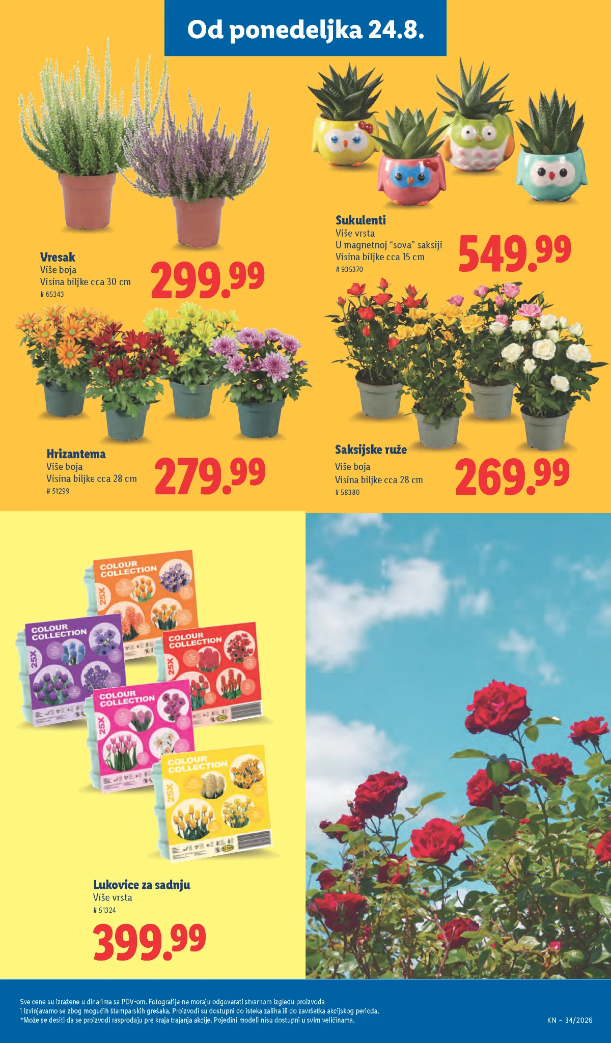 Lidl ponuda biljaka od 24.08.2026. – orhideje, vresak, hrizanteme, ruže, sukulenti i lukovice
