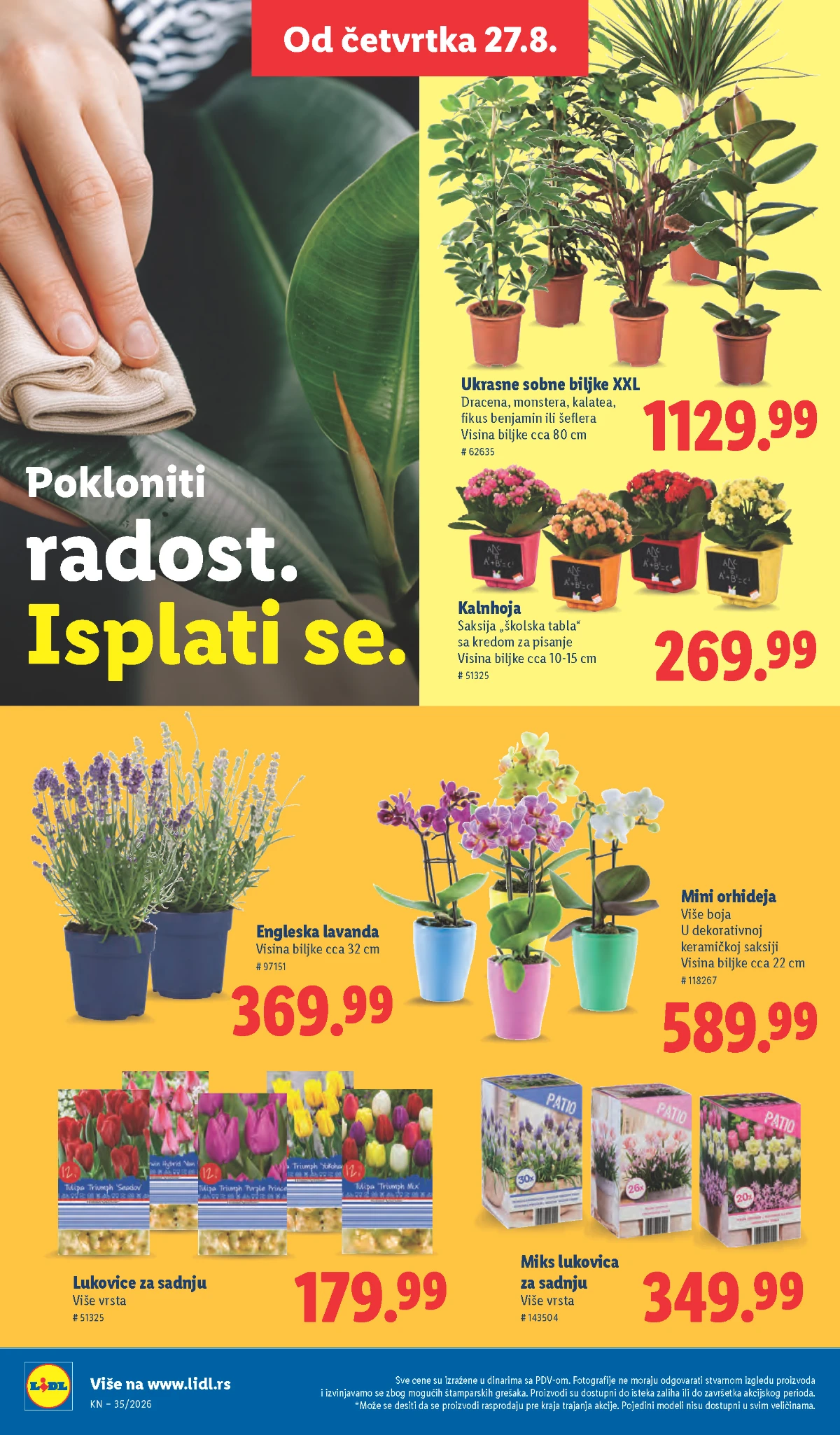 Lidl katalog strana 68 – ukrasne sobne biljke XXL, orhideje i lavanda