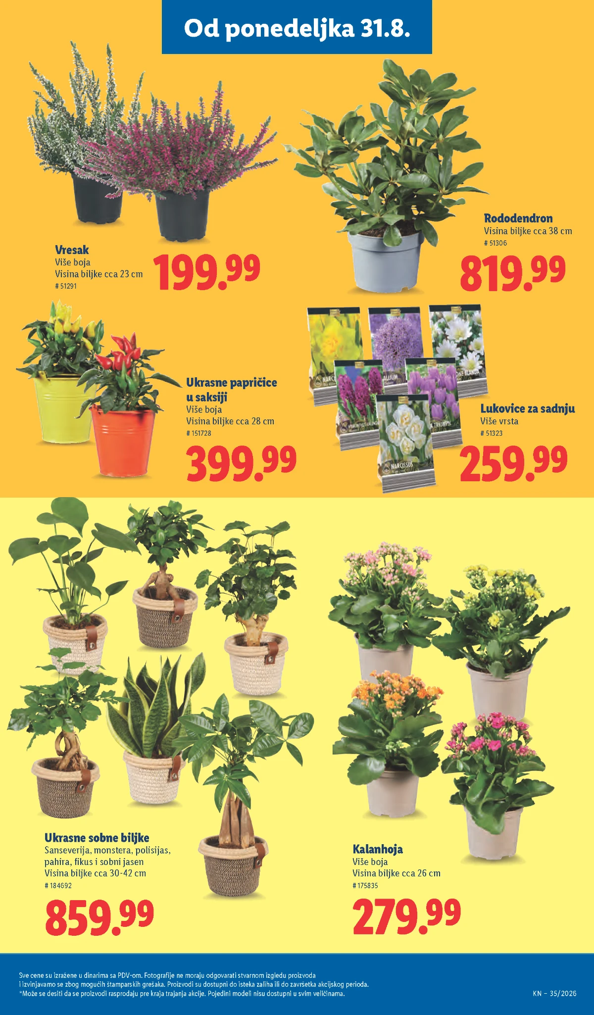 Lidl katalog strana 69 – kalanhoja, vresak, rododendron i ukrasne biljke