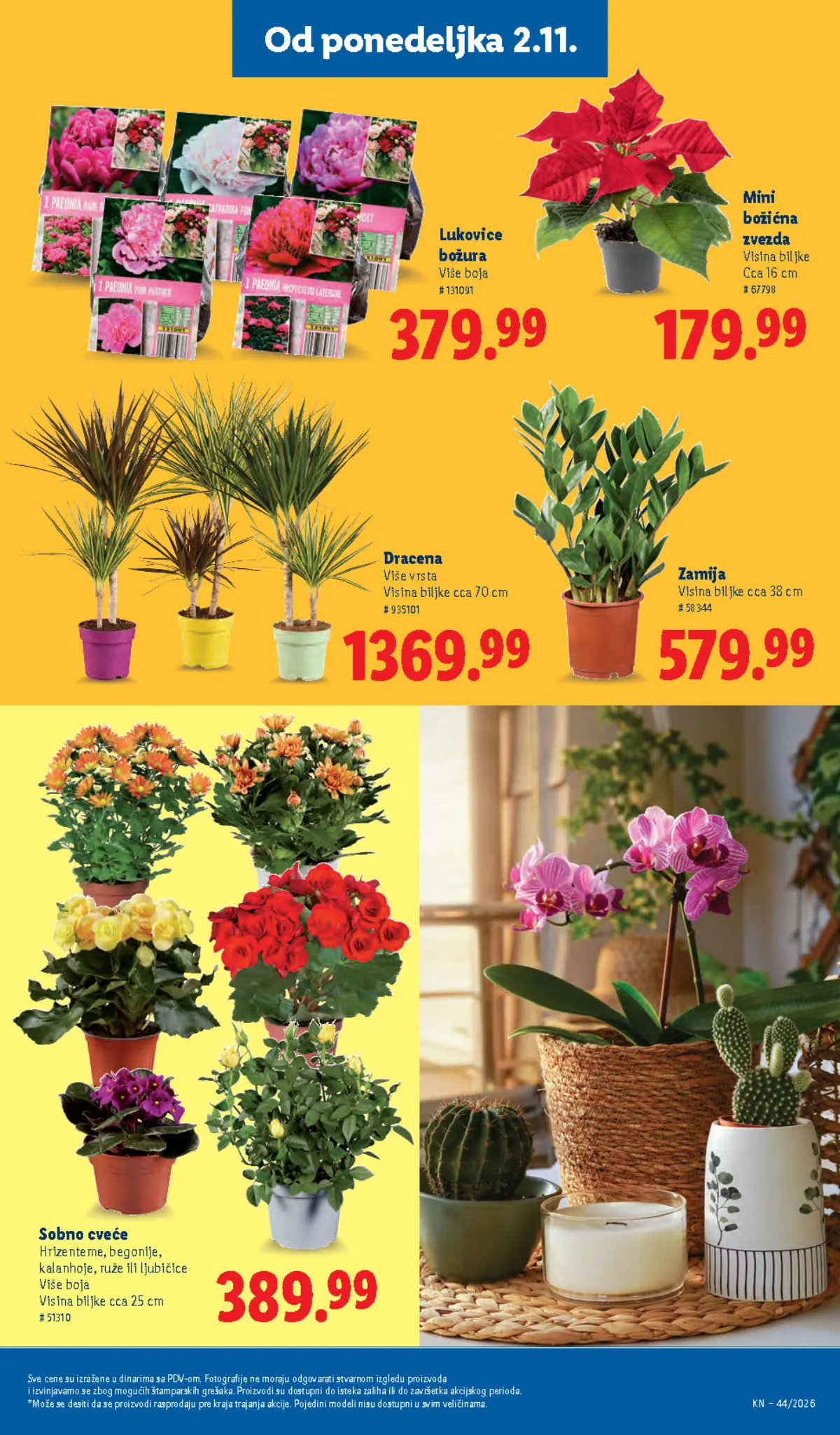 Lidl katalog – strana 73: božićna zvezda, dracena, zamija i lukovice božura
