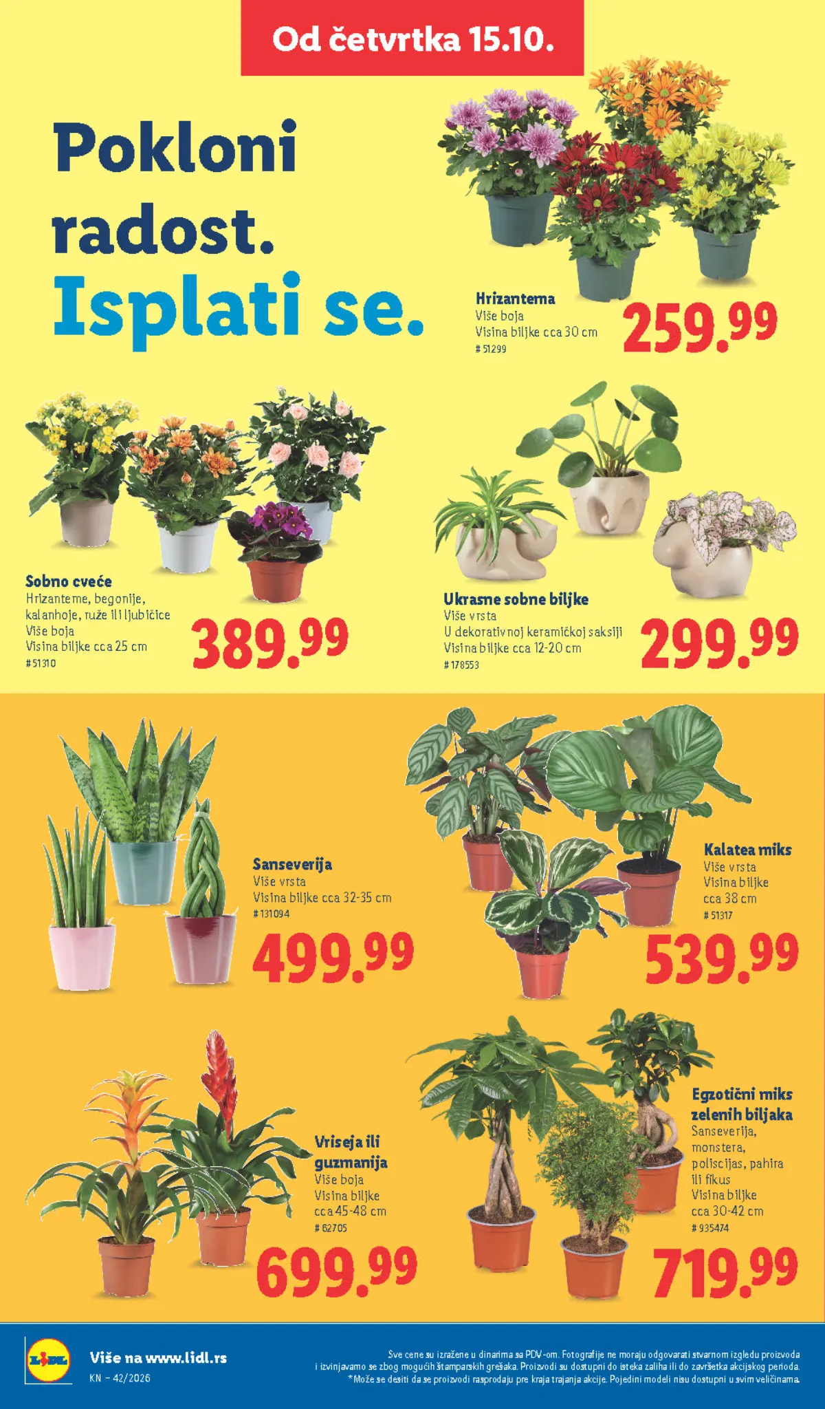 Lidl katalog – strana 66: Hrizantema, visina približno 30 cm, Sanseverija, visina približno 38 cm