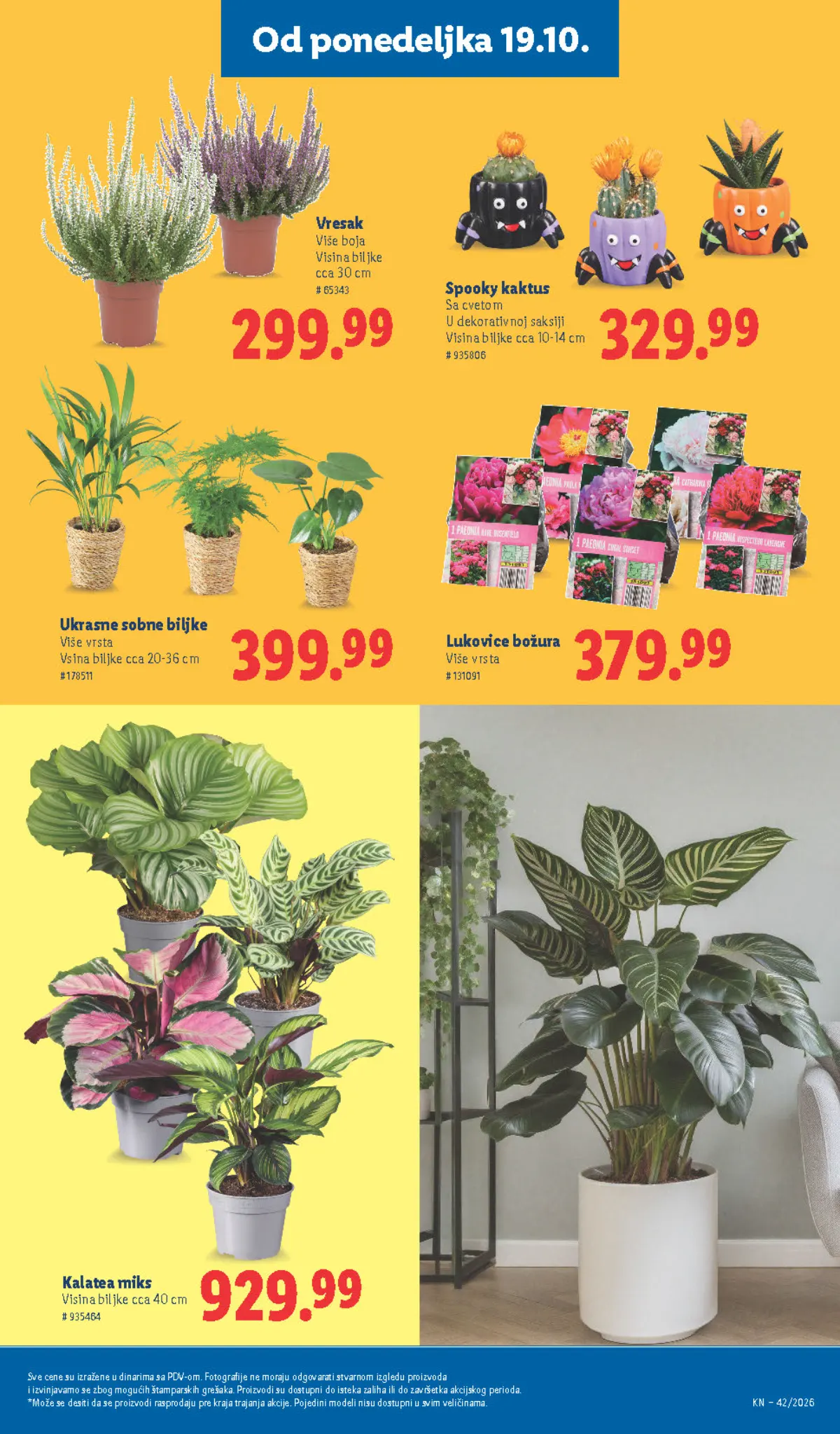 Lidl katalog – strana 67: Vresak, visina približno 30 cm, Lukovice božura, odabrane vrste