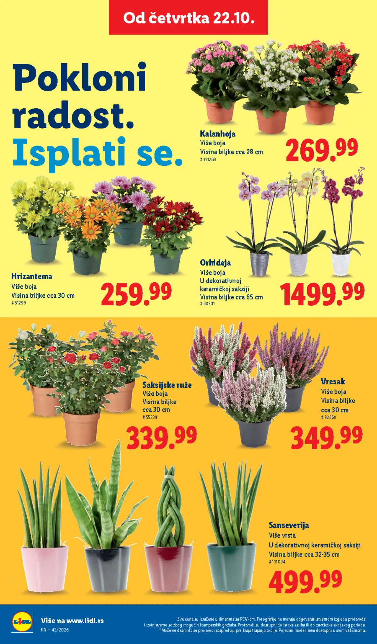 Lidl katalog 22–28.10.2026, strana 70 – orhideja i sanseverija u saksijama