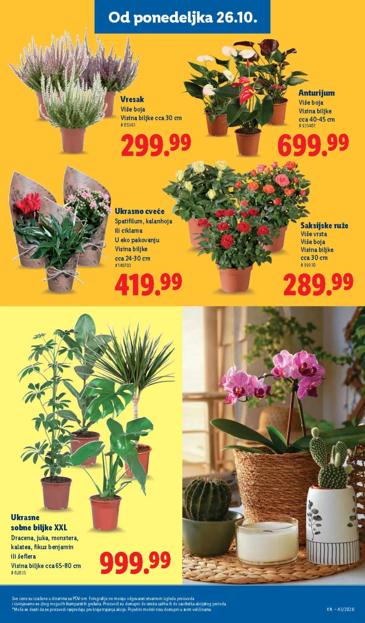Lidl katalog 22–28.10.2026, strana 71 – anturijum i ukrasne sobne biljke XXL